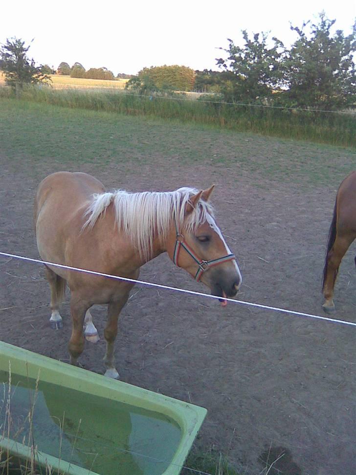 Haflinger Gelstoft Star Shadow billede 14