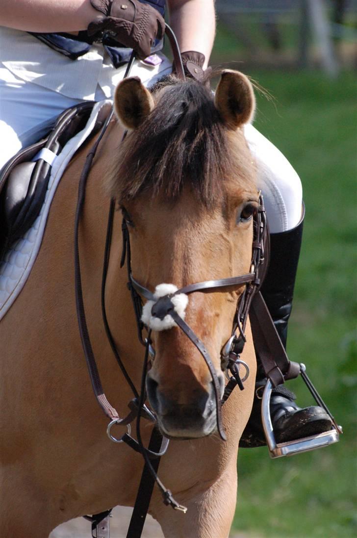 Anden særlig race Kia <3  *Solgt :'/* - Nina & Caroline : D En der rider og starter lidt stævner på Kia :ii billede 20