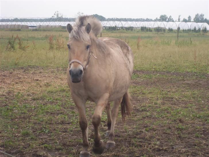 Fjordhest Fie *'solgt'* - her har hun lige rullet sig  billede 1