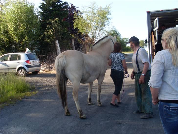 Fjordhest Fie *'solgt'* - Fie er lige kommet ud af transporten,  billede 2