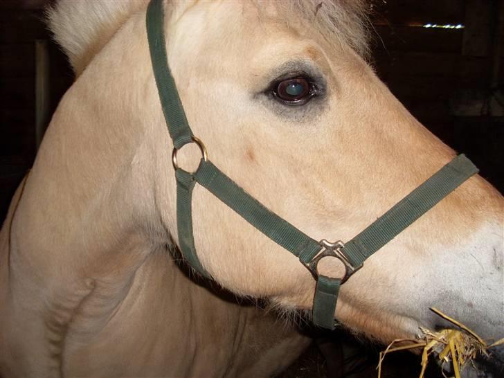 Fjordhest Fie *'solgt'* - Fie i sin nye boks billede 3