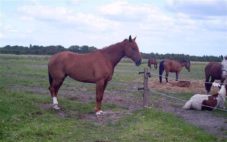 Belgisk varmblod Urano † billede 13