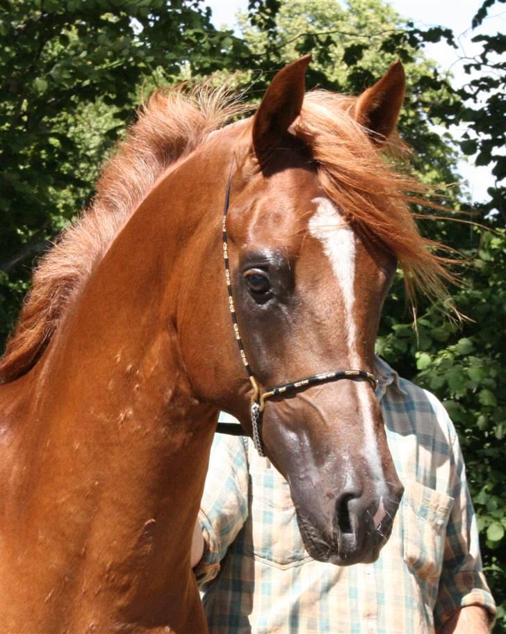 Arabisk fuldblod (OX) Al Waseef Estopa of tas - Foto: Katja / Golden Arabians billede 11