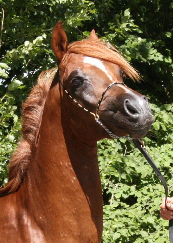 Arabisk fuldblod (OX) Al Waseef Estopa of tas - Foto: Katja / Golden Arabians billede 12