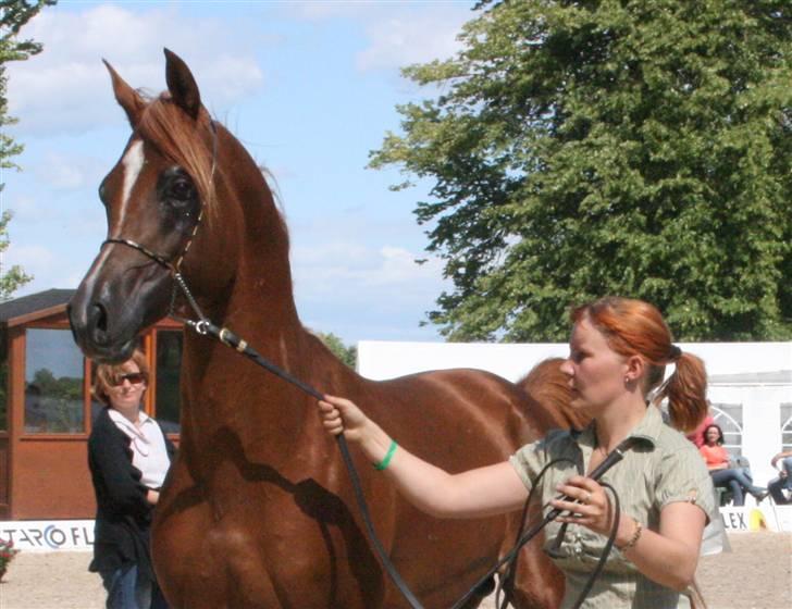 Arabisk fuldblod (OX) Al Waseef Estopa of tas - Foto: Katja / Golden Arabians billede 13