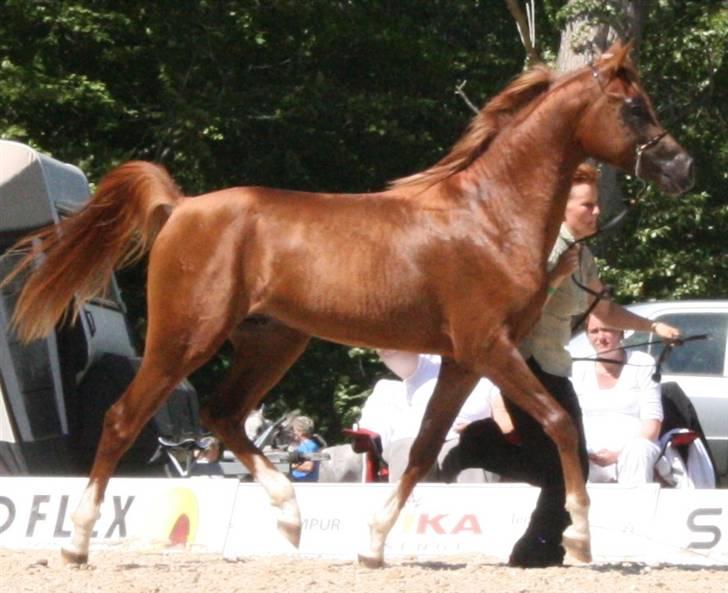 Arabisk fuldblod (OX) Al Waseef Estopa of tas - Foto: Katja / Golden Arabians billede 14