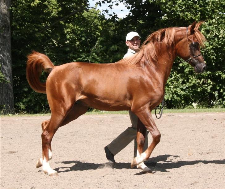 Arabisk fuldblod (OX) Al Waseef Estopa of tas - Foto: Katja / Golden Arabians billede 16