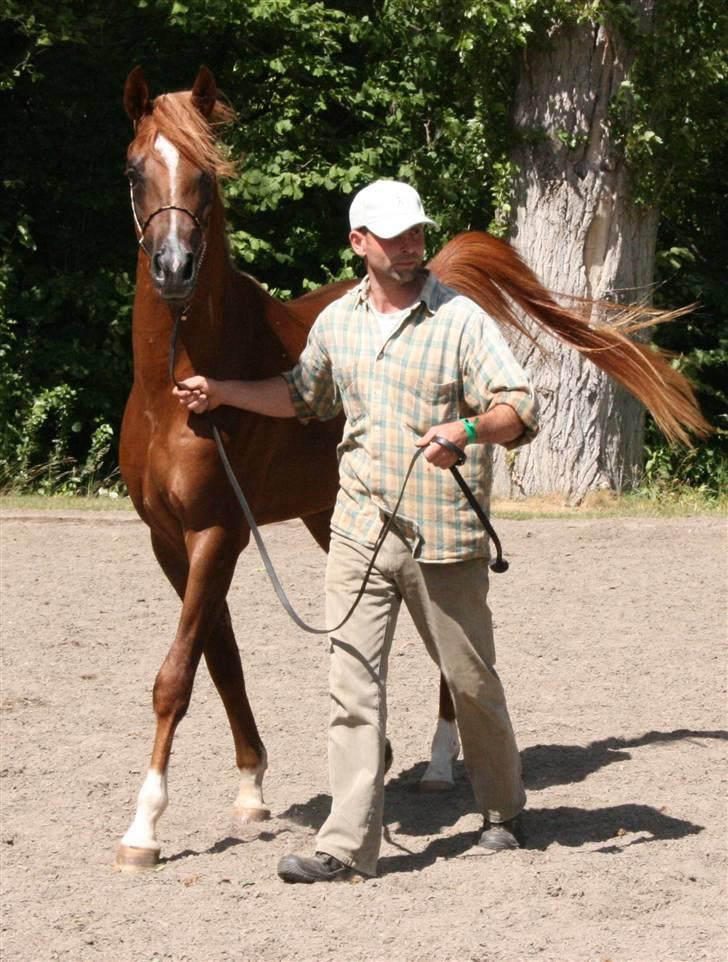 Arabisk fuldblod (OX) Al Waseef Estopa of tas - Foto: Katja / Golden Arabians billede 17