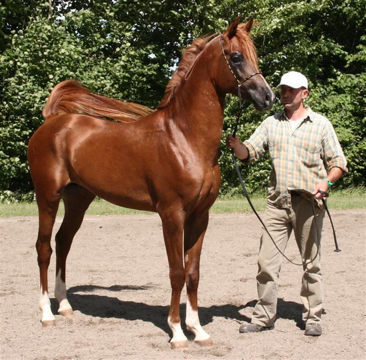 Arabisk fuldblod (OX) Al Waseef Estopa of tas - Foto: Katja / Golden Arabians billede 18