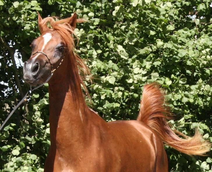 Arabisk fuldblod (OX) Al Waseef Estopa of tas - Foto: Katja / Golden Arabians billede 19