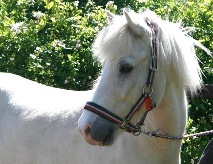 Islænder Baldur fra Lønne - <3 [Foto: Mig] billede 20