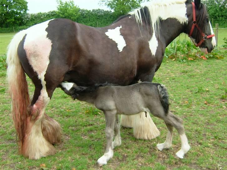 Irish Cob One Eyed Shannon billede 9