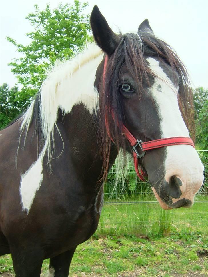 Irish Cob One Eyed Shannon billede 10