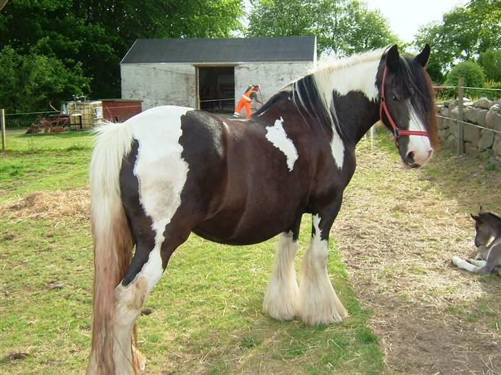 Irish Cob One Eyed Shannon billede 11