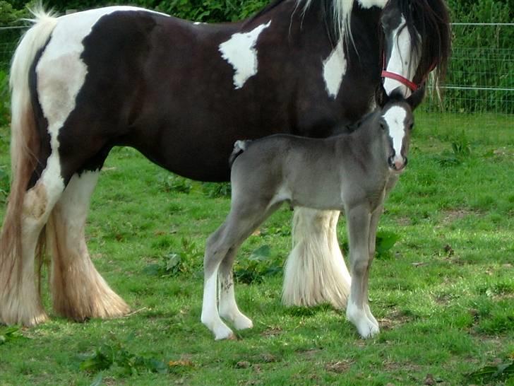 Irish Cob One Eyed Shannon billede 12