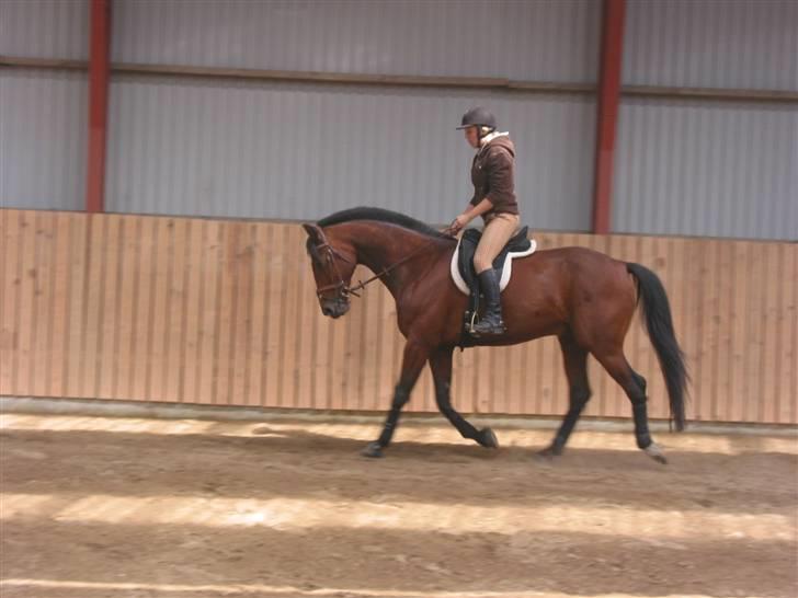 Traver Hanibal *Solgt* billede 12