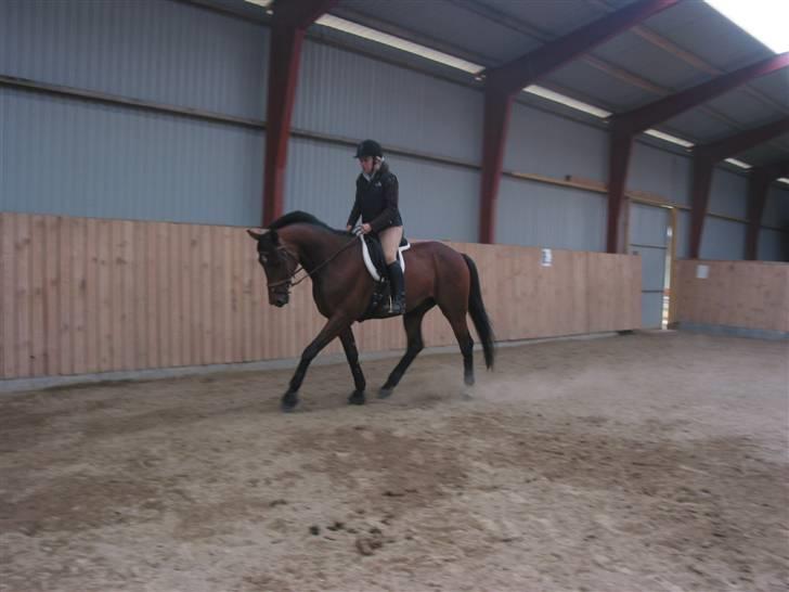 Traver Hanibal *Solgt* billede 13