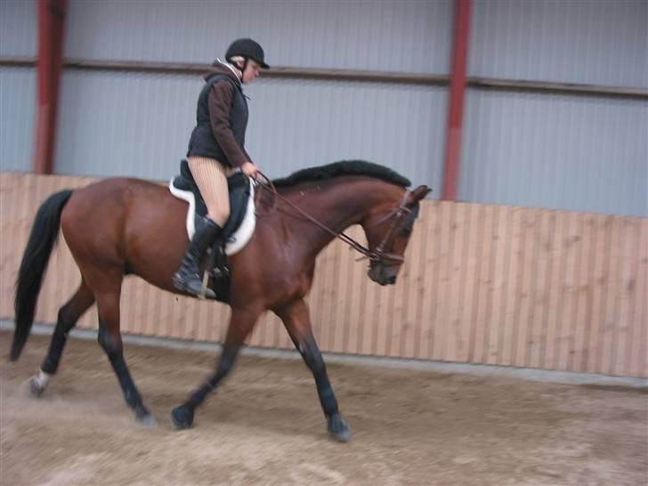 Traver Hanibal *Solgt* billede 14