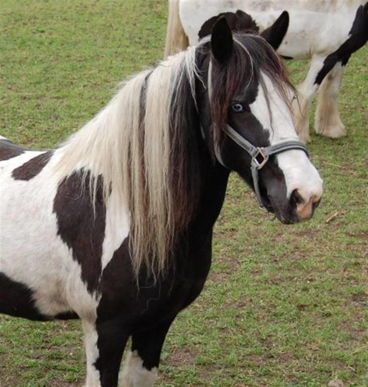 Irish Cob Blue Eyed Angel*SOLGT* billede 1