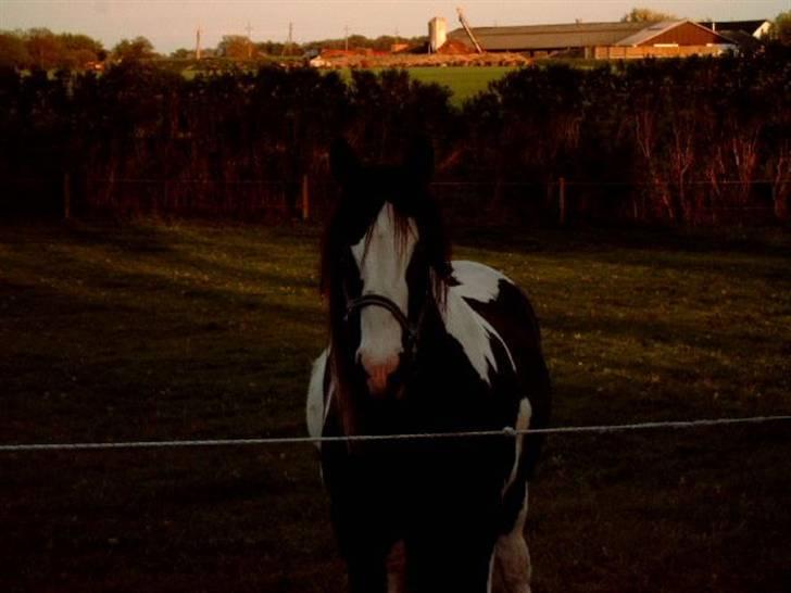 Irish Cob Blue Eyed Angel*SOLGT* billede 2