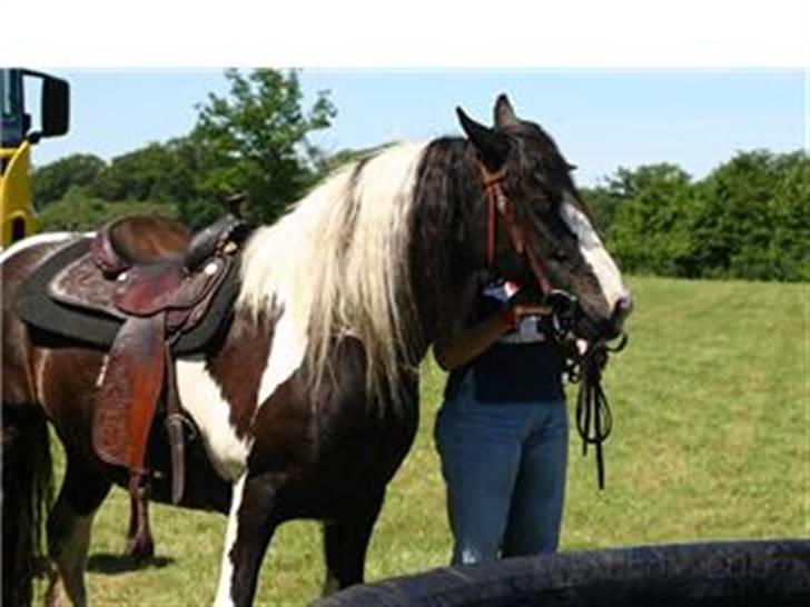 Irish Cob Blue Eyed Angel*SOLGT* billede 3