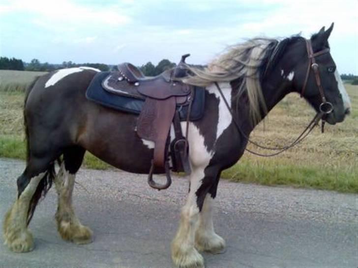 Irish Cob Blue Eyed Angel*SOLGT* billede 4