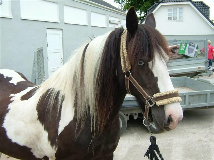 Irish Cob Blue Eyed Angel*SOLGT* billede 5