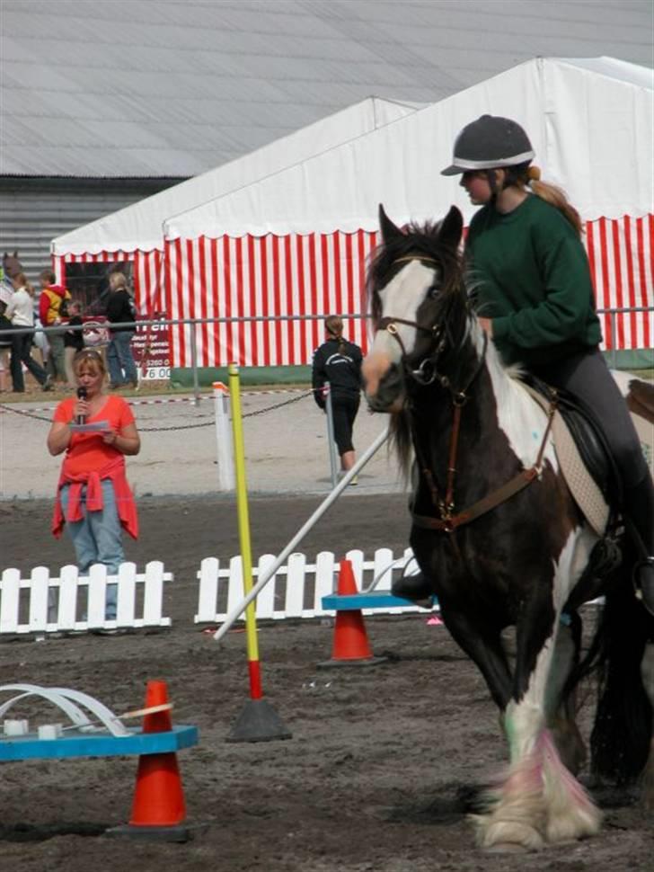 Irish Cob Blue Eyed Angel*SOLGT* billede 6
