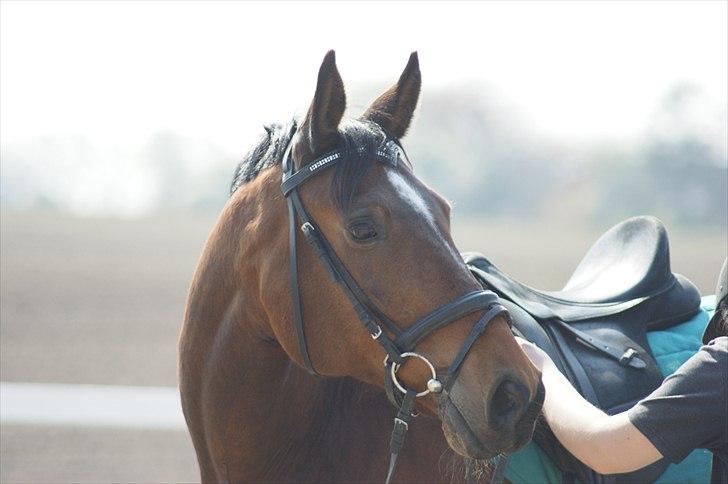Dansk Varmblod Ivanhoe - smukke ivan:) billede 12
