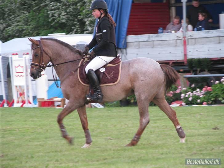 Hollandsk Sportspony Marieton's Pearl - Jeg elsker dig minskát. du er alt  billede 5