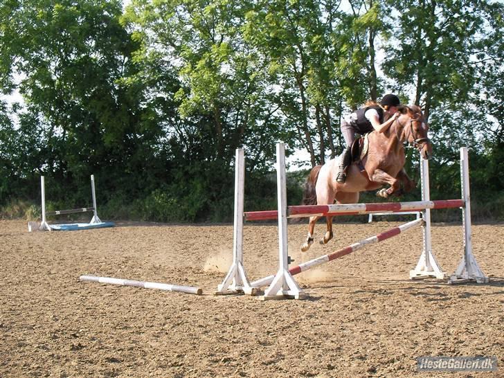 Hollandsk Sportspony Marieton's Pearl - Vi springer 110cm. glemmer aldrig hvor stolt jeg var;D sommeren 2008.  Jeg elsker dig pigealt. billede 10