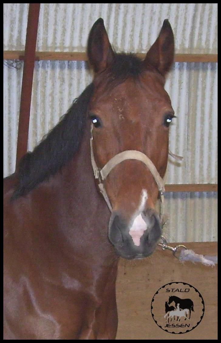 Anden særlig race Mulan - Velkommen til Mulan´s profil. billede 2