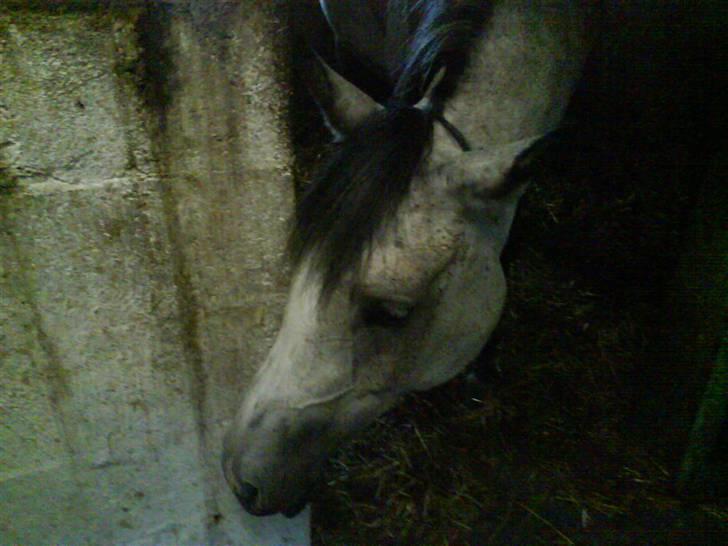 Arabisk fuldblod (OX) Lalaika - la` mig si` som det er min skatter<3 jeg savner dig ved min side :´( ! billede 6