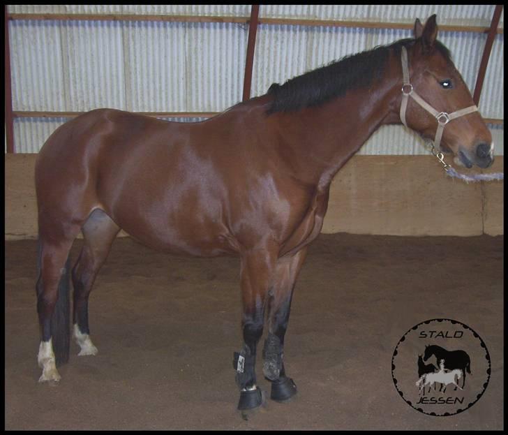 Anden særlig race Mulan - Mulan , januar ´09 billede 4