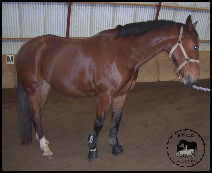 Anden særlig race Mulan - Mulan , januar ´09 billede 5