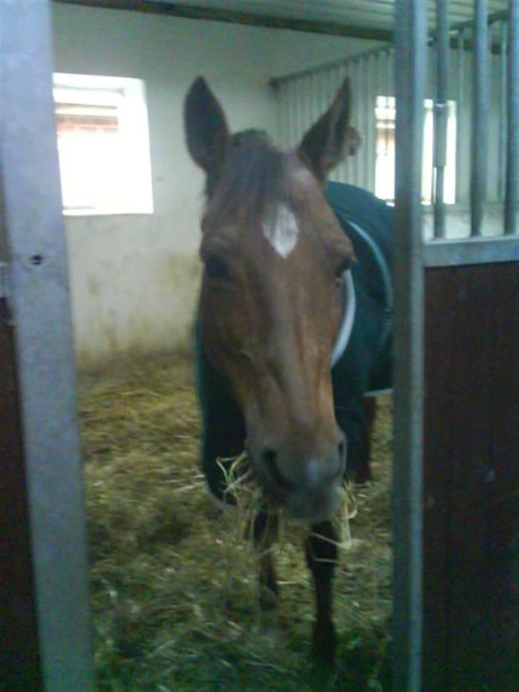 Hollandsk Sportspony Marieton's Pearl - skatten i boksen første dag jeg havde hende d. 22. juni 2008. Jeg elsker dig mitsmil. billede 11