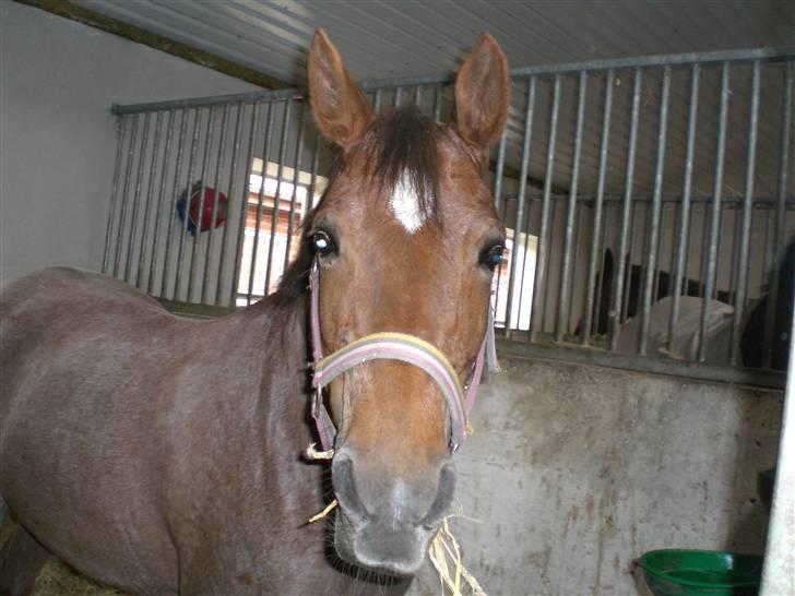 Hollandsk Sportspony Marieton's Pearl - Putte første dag jeg havde hende. GLEMMER ALDRIG DEN DAG! minpigé billede 15