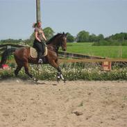 Anden særlig race Rasti