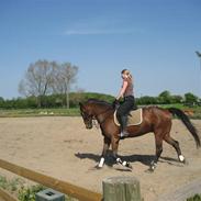 Anden særlig race Rasti