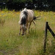 Fjordhest |frits| tykke.i;