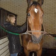 Holstener I-Ronilla*Ikke part mere*