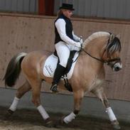 Fjordhest Avlshingst Dukat Halsnæs