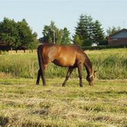 Fuldblod (XX) Caerful (Solgt)