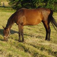 Fuldblod (XX) Caerful (Solgt)