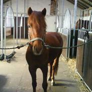 New Forest Zorro 'Solgt'