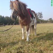 Anden særlig race Susie