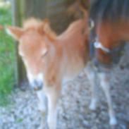 Gotlandsruss Amigo <3 