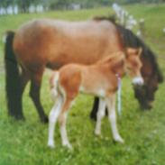 Gotlandsruss Amigo <3 