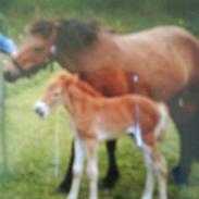 Gotlandsruss Amigo <3 