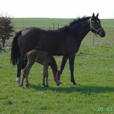 Dansk Varmblod asferg heidi